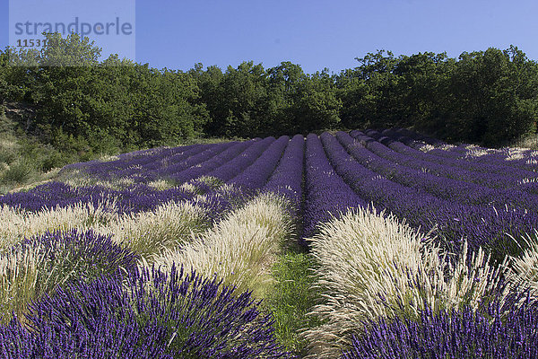 Frankreich  Drome  Provence  ein Lavendelfeld  das mit weißem Gras funkelt.