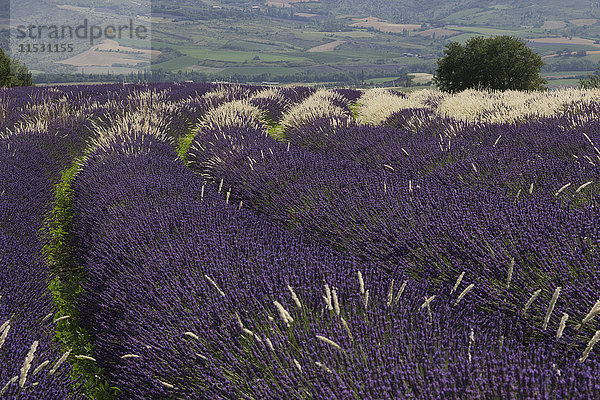 Frankreich  Drome  Provence  ein Lavendelfeld mit weißem Gras bestreut