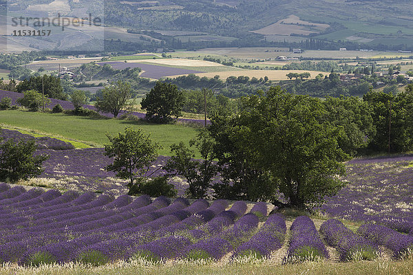 Frankreich  Drome  Provence  große Landschaft auf Lavendelfeldern von oben gesehen