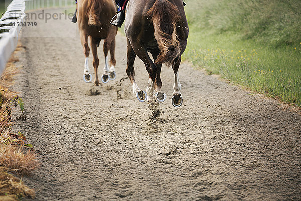 Zwei Pferde und Reiter auf einem Galopppfad  die in einer Trainingsübung gegeneinander rennen. Rennpferd-Training.