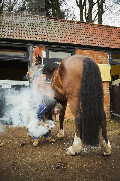Ein Hufschmied  der ein Pferd beschlägt  sich bückt und ein neues Hufeisen an den Huf eines Pferdes anpasst. Dampf von dem heißen Metall.