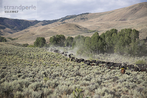 Rinder weiden im Nebel in einer ländlichen Landschaft mit Hügeln dahinter.