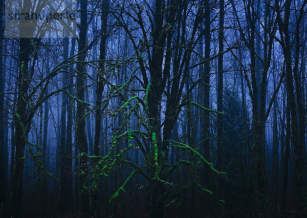 Ein moosbedeckter Baum in einem Wald bei Nacht.