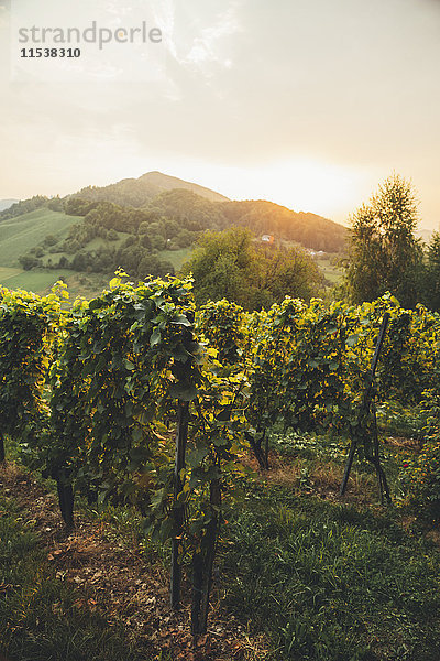 Österreich  Südsteiermark  Leutschach  Weinberge an der Weinstraße bei Sonnenuntergang