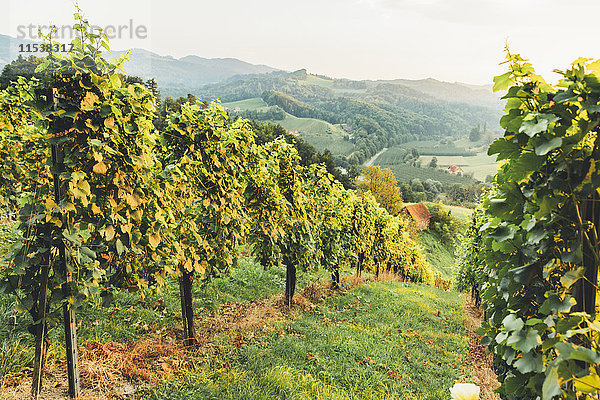 Österreich  Südsteiermark  Leutschach  Weinberge an der Weinstraße