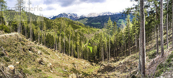 Österreich  Steiermark  Panorama  Hang mit Stumpfs nach Sturm