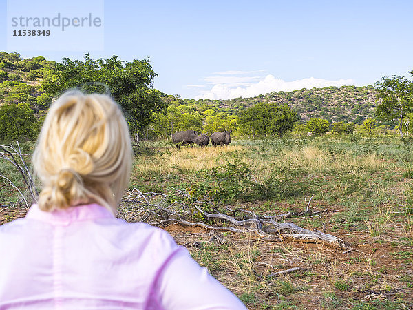 Namibia  Outjo  Touristen  die eine Gruppe von Breitmaulnashörnern im Ongava Wild Reservat betrachten.