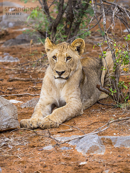 Namibia  Okaukuejo  Etosha Nationalpark  Portrait der jungen Löwin