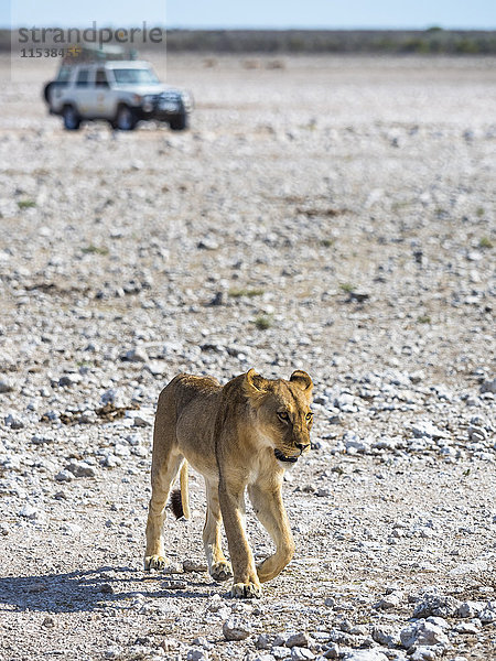 Namibia  Okaukuejo  Etosha Nationalpark  junge Löwen und Jeeps