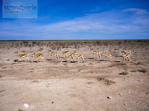 Namibia  Etosha Nationalpark  Okaukuejo  Springböcke