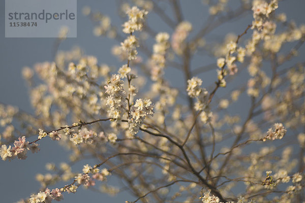 Winterkirsche  Prunus subhirtella  Blüten  blühend