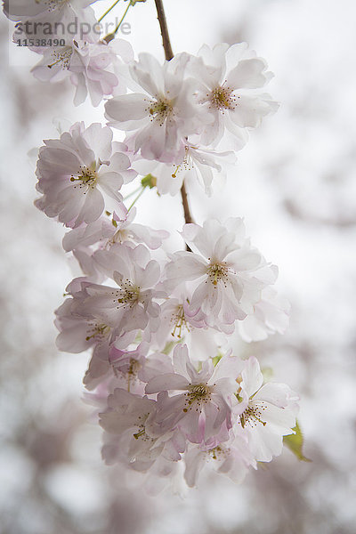 Blüten des Mandelbaums  Nahaufnahme