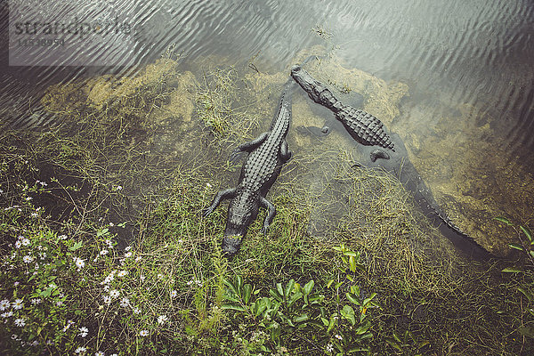 USA  Florida  Everglades  Alligatoren