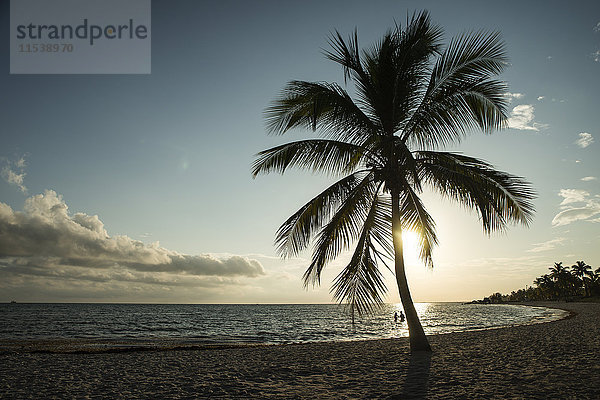 USA  Florida  Key West  Palme am Strand im Gegenlicht