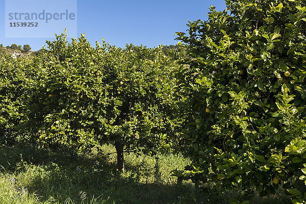 Sizilien  Noto  Bio-Zitronenbäume