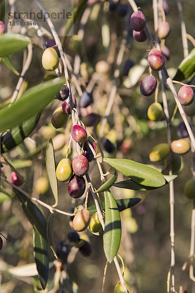 Nahaufnahme von frischen Oliven am Baum