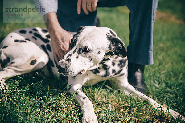 Seniorenhand streichelt dalmatinischen Hund