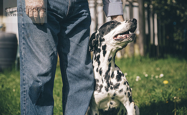 Seniorenhand streichelt dalmatinischen Hund