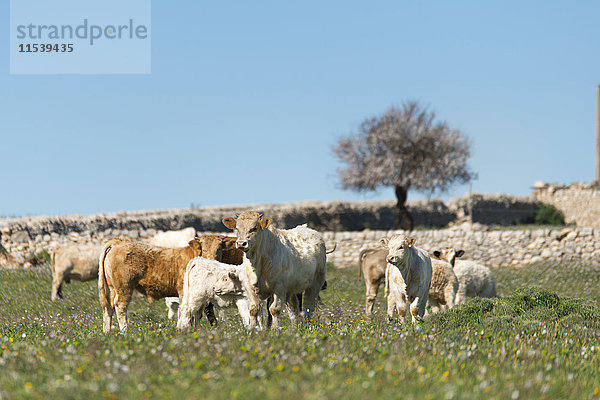 Italien  Sizilien  Ragusa  Sizilianische Rinder auf der Wiese