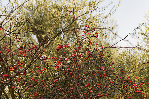 Italien  Sizilien  Heckenrose vor Olivenbaum