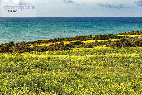 Italien  Sizilien  Küste  blühende Pflanzen  Bermuda Butterblume