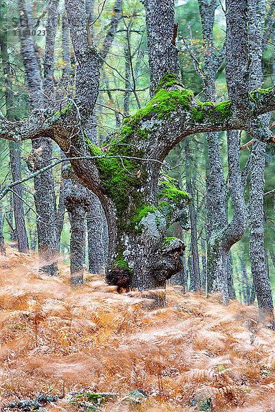 Spanien  Avila  Herbst im Wald El Tiemblo  Wanderfarne