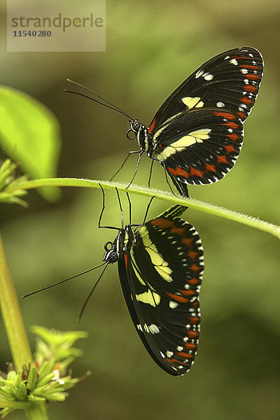 Ein Schmetterling auf einem Blatt in Ecuador