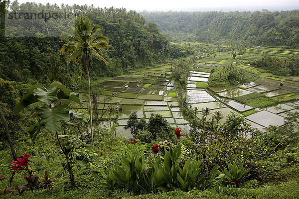 Indonesien  Bali  Landschaft mit Reisfeld und Dschungel