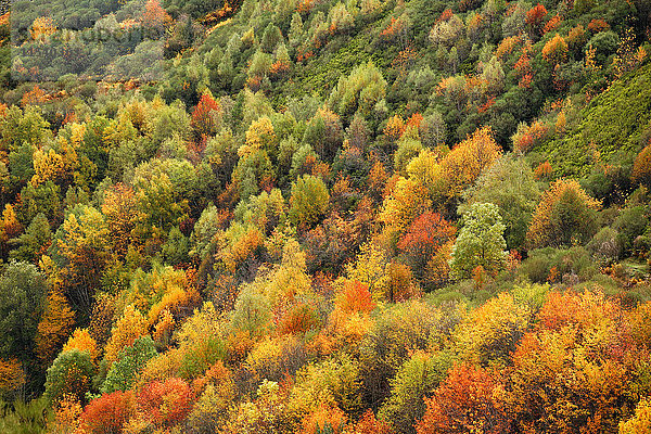 Spanien  Asturien  Herbstbäume im Naturpark Fuentes del Narcea  Degana und Ibias