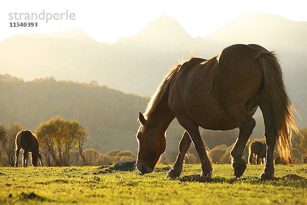Spanien  Asturien  Weidepferde im Naturpark Fuentes del Narcea  Degana und Ibias