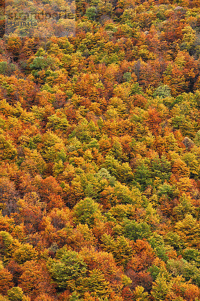 Spanien  Asturien  Herbstbäume im Naturpark Somiedo