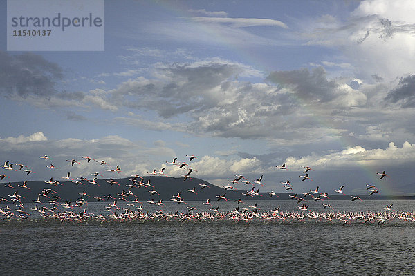 Kenia  Lake Nakuru Nationalpark  Lake Nakuru  fliegende kleine Flamingos