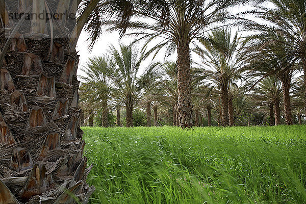 Tunesien  Grand Erg orientalisch  Palmen und Gras in der Bergoase am Rande der Sahara