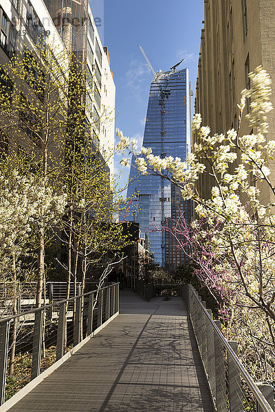 USA  New York  Manhattan  High Line Park  Steg und blühende Bäume  Neubau