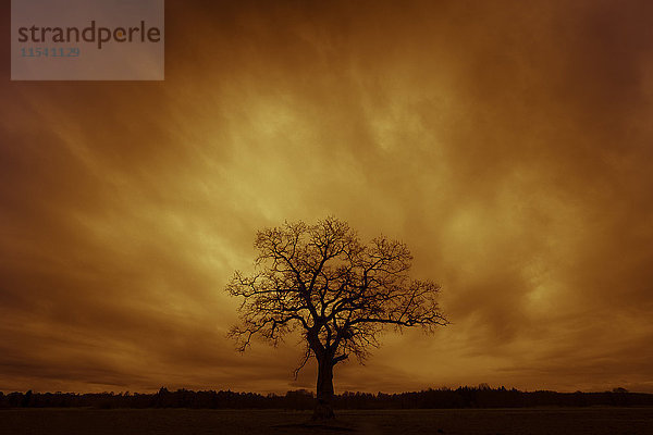Deutschland  Silhouette eines einzelnen kahlen Baumes bei Sonnenuntergang