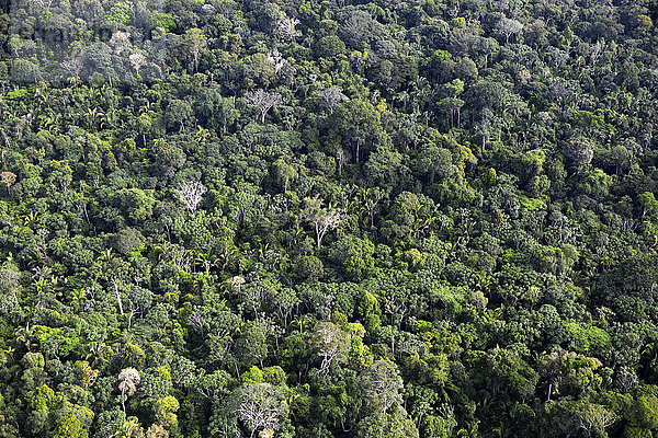 Brasilien  Para  Amazonas Regenwald  Luftbild