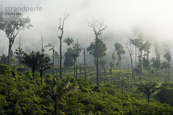 Brasilien  Para  Itaituba  Amazonas-Regenwald  Brandrodung