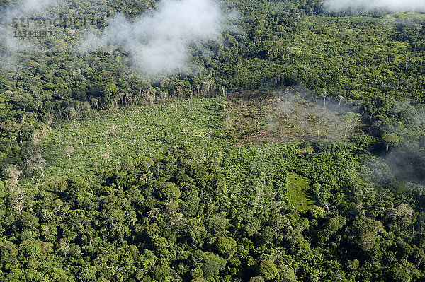 Brasilien  Para  Itaituba  Amazonas-Regenwald  Brandrodung  Rückgewinnung von Weideland