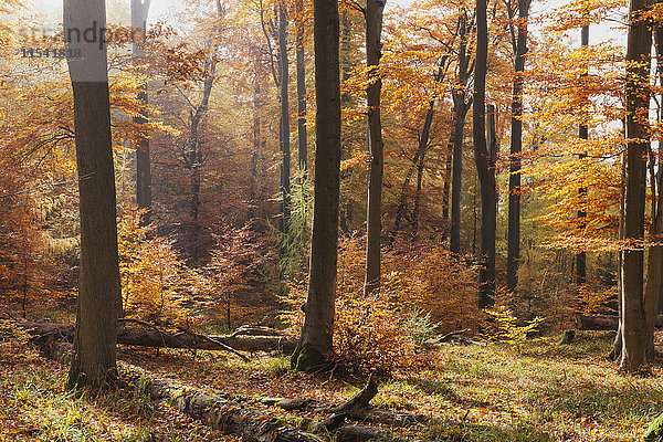 Deutschland  Rheinland-Pfalz  Dunst und Sonne im herbstlichen Pfälzer Wald
