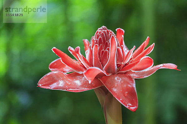 Seychellen  Mahe  Botanischer Garten Mont Fleuri  Blume des roten Ingwers  Alpinia Purpurata