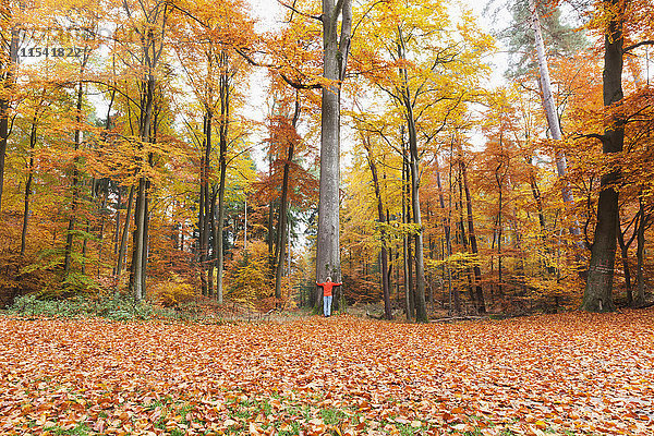 Deutschland  Rheinland-Pfalz  Frau umarmt Baum im herbstlichen Pfälzer Wald