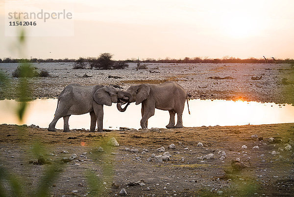 Namibia  Etosha Nationalpark  Elefanten am Wasserloch bei Sonnenuntergang