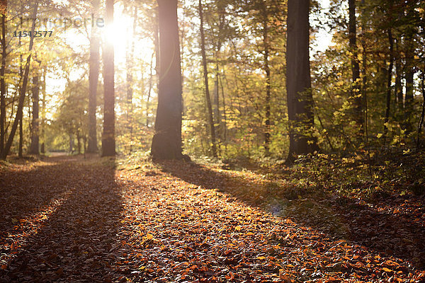 Deutschland  Düsseldorf  Benrath Wald  Bäume und Sonnenschein im Herbst