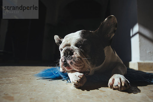 Porträt der schlafenden französischen Bulldogge