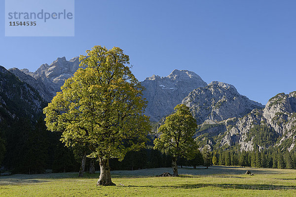 Österreich  Tirol  Eng  Rohn-Tal  Karwendel  Bergahorn im Herbst