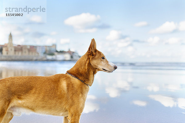 Spanien  Gijon  Hund  der am Strand steht und etwas beobachtet.