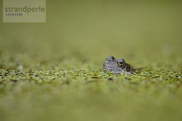 Gewöhnlicher Frosch zwischen den Entengräsern im Teich