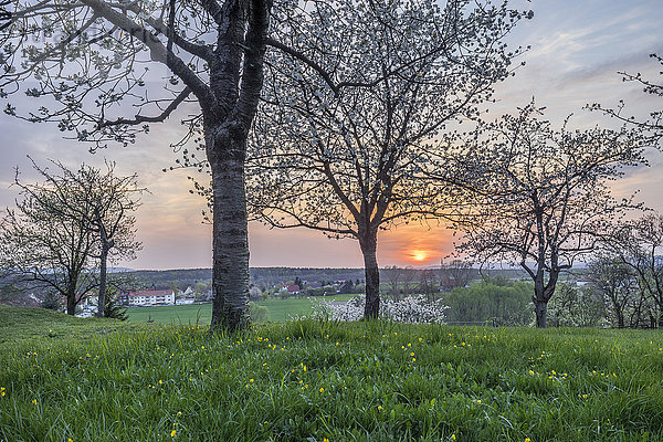 Deutschland  Stapelburg  blühende Kirschbäume am Abend