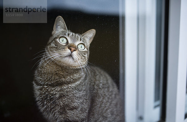 Porträt einer Katze  die durch die Fensterscheibe blickt