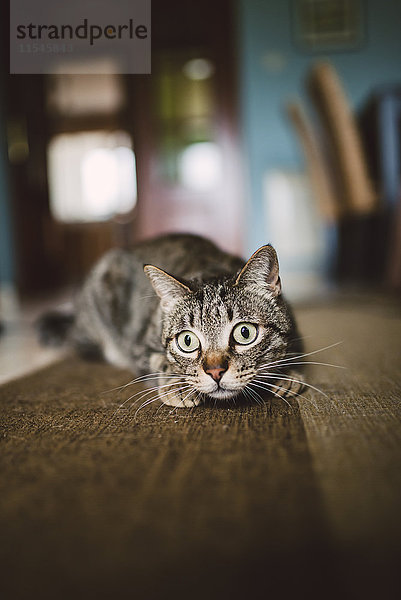 Porträt einer Katze  die zu Hause auf dem Teppich hockt.